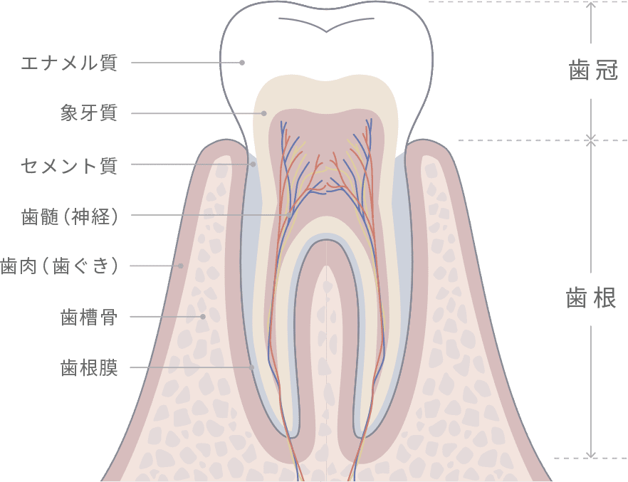 歯と歯周組織を正常な状態に保ち、健康な歯を長く維持する