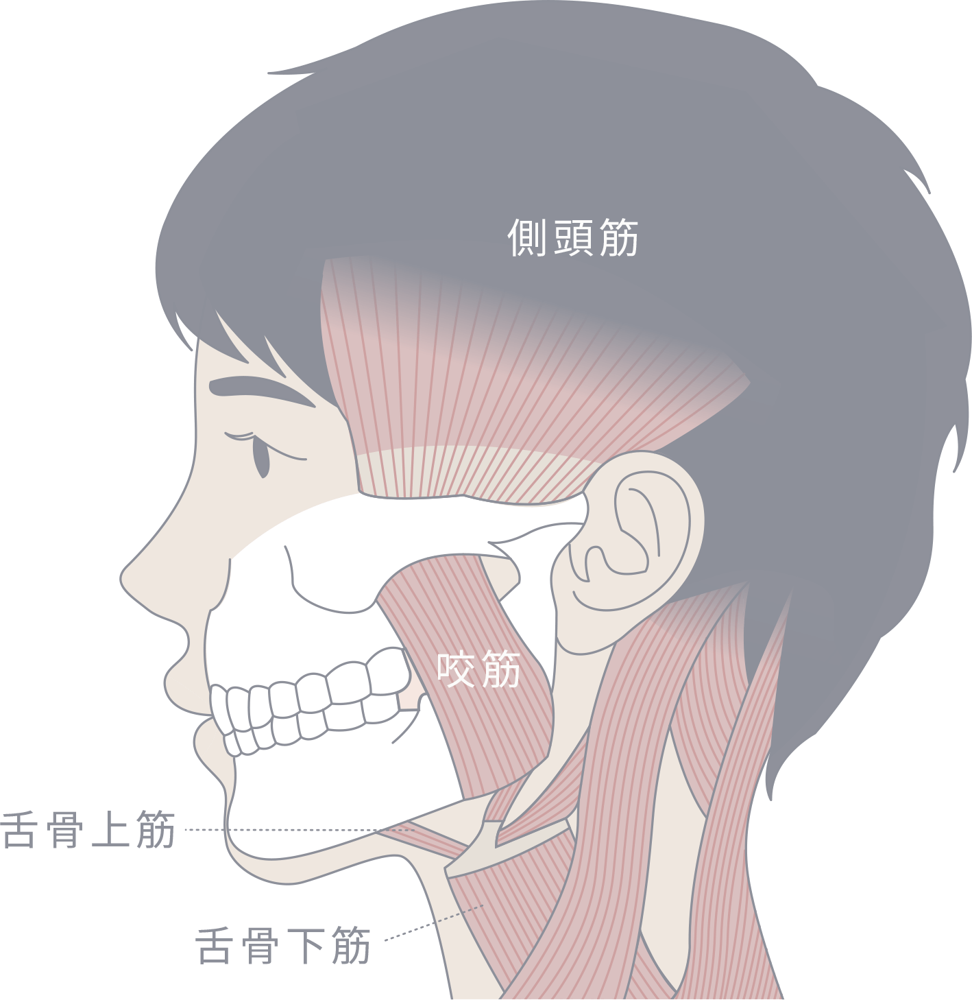 Orthodontics 小児矯正