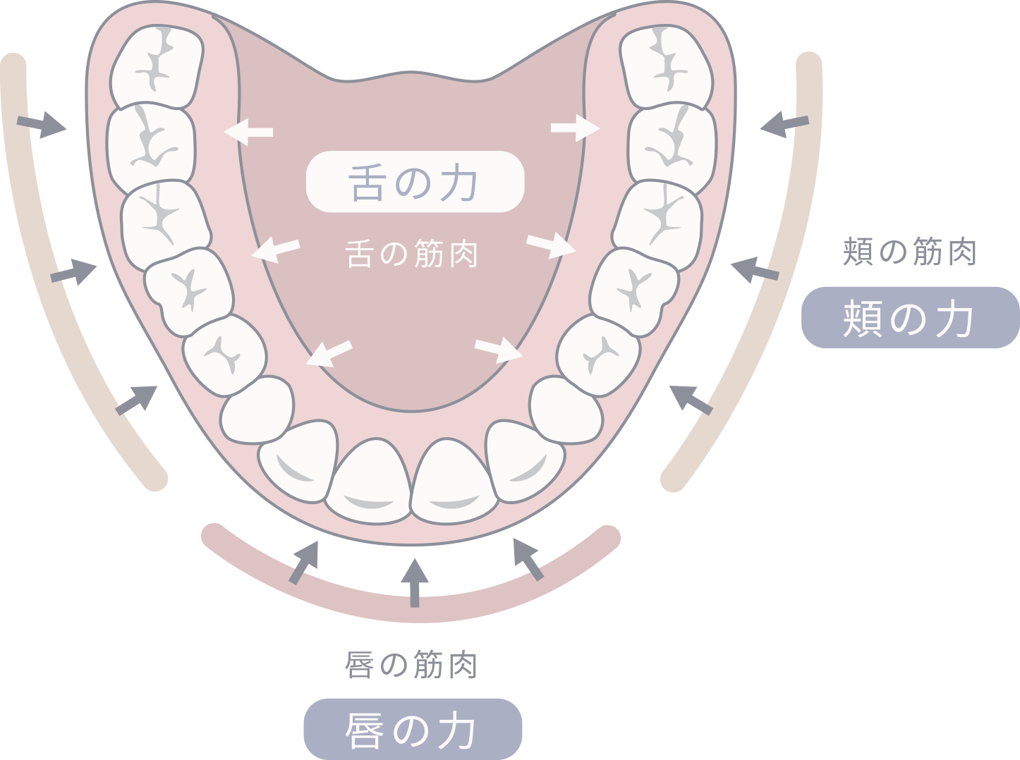 MFT（口腔筋機能矯正療法）