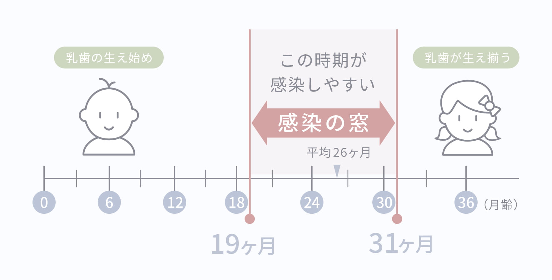 むし歯が感染しやすい時期