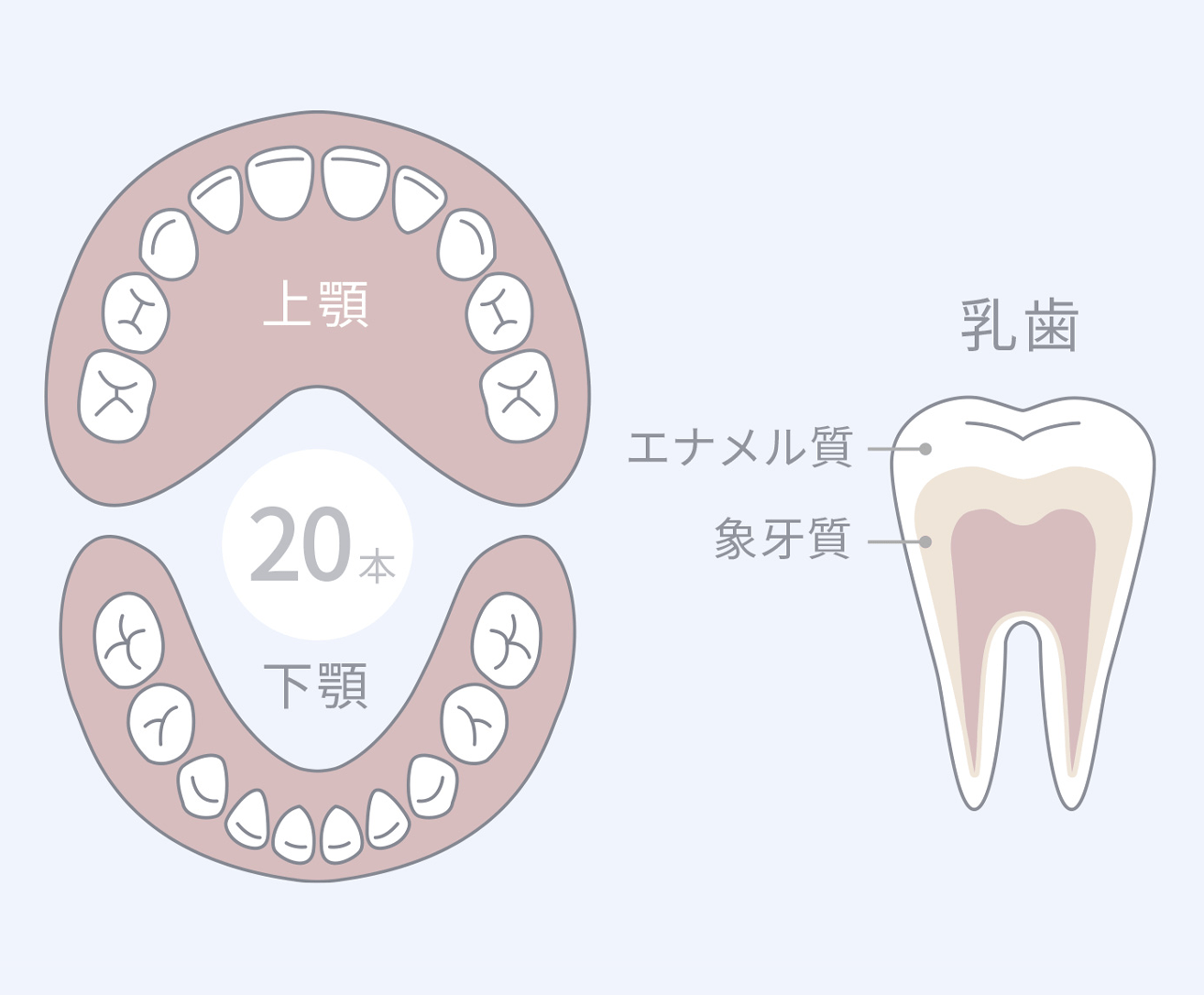 顎の大きさに合わせた小さな歯