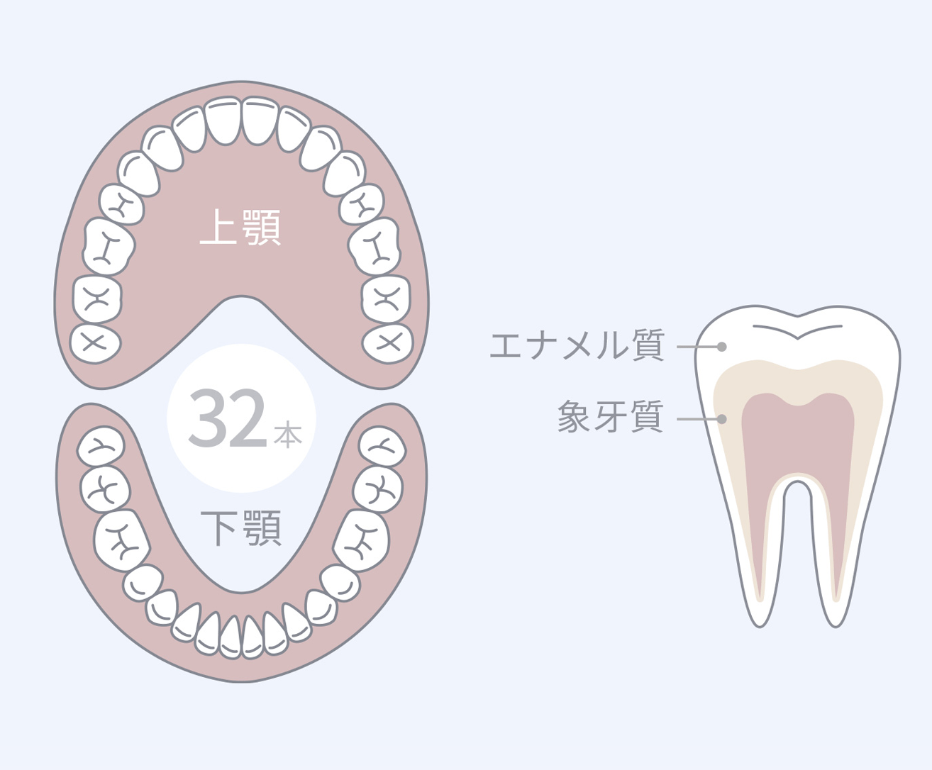 一生ものの丈夫で大きな歯
